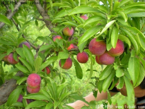 <a href='http://m.zishuwang.com.cn/linmuzhongzi/2231.html' target='_blank'>李子種子</a>