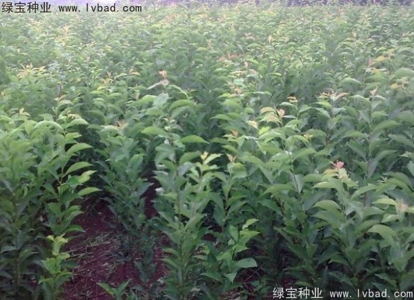 李子<a href='http://m.zishuwang.com.cn/' target='_blank'>種子</a>