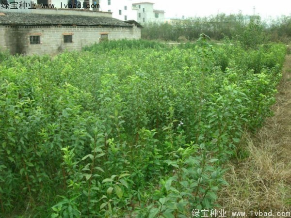 李子<a href='http://m.zishuwang.com.cn/' target='_blank'>種子</a>