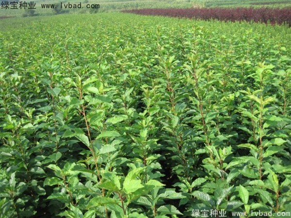 <a href='http://m.zishuwang.com.cn/linmuzhongzi/2231.html' target='_blank'>李子種子</a>