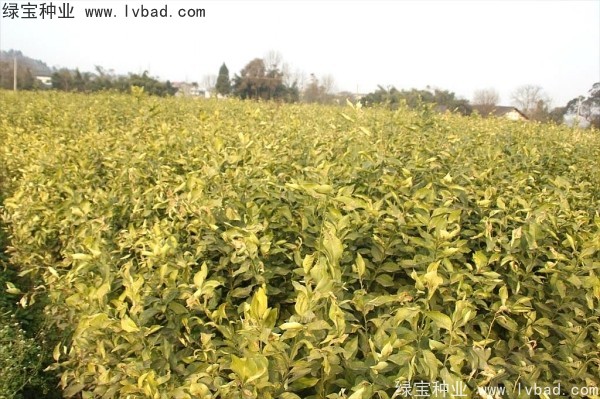 <a href='http://m.zishuwang.com.cn/linmuzhongzi/2234.html' target='_blank'>檸檬種子</a>