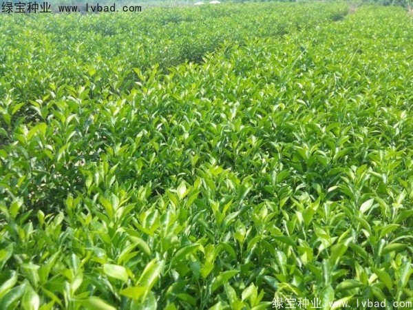 <a href='http://m.zishuwang.com.cn/linmuzhongzi/2234.html' target='_blank'>檸檬</a><a href='http://m.zishuwang.com.cn/' target='_blank'>種子</a>