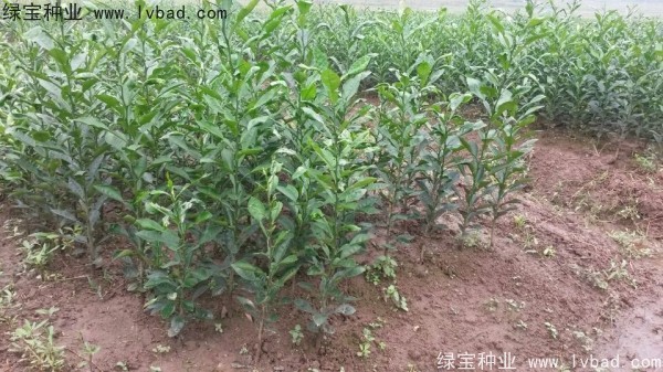 <a href='http://m.zishuwang.com.cn/linmuzhongzi/2234.html' target='_blank'>檸檬</a><a href='http://m.zishuwang.com.cn/' target='_blank'>種子</a>