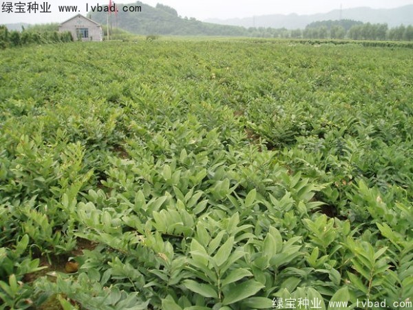 玉竹<a href='http://m.zishuwang.com.cn/' target='_blank'>種子</a>