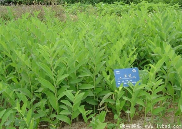 <a href='http://m.zishuwang.com.cn/linmuzhongzi/2254.html' target='_blank'>玉竹種子</a>