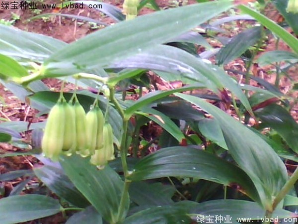 <a href='http://m.zishuwang.com.cn/linmuzhongzi/2254.html' target='_blank'>玉竹種子</a>