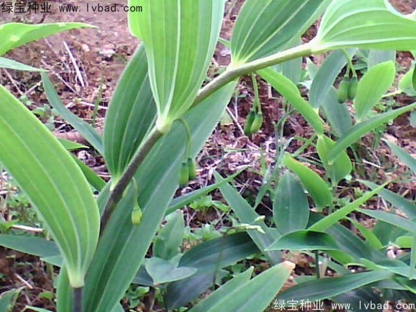 玉竹<a href='http://m.zishuwang.com.cn/' target='_blank'>種子</a>