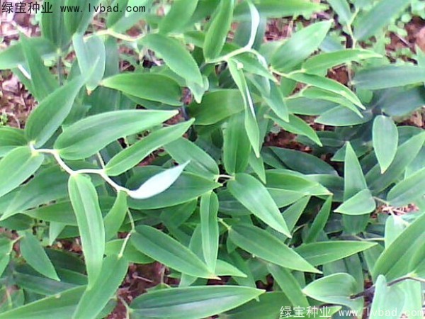 玉竹<a href='http://m.zishuwang.com.cn/' target='_blank'>種子</a>