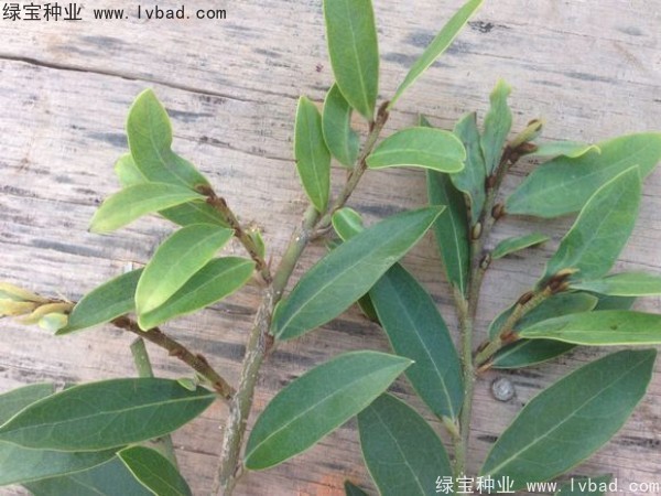 <a href='http://m.zishuwang.com.cn/linmuzhongzi/2255.html' target='_blank'>蚊母種子</a>