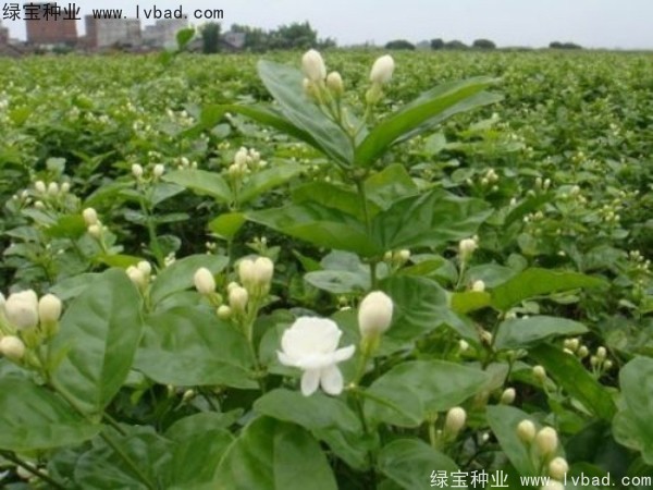 <a href='http://m.zishuwang.com.cn/linmuzhongzi/2258.html' target='_blank'>茉莉花種子</a>