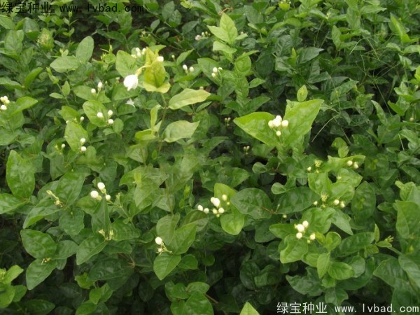 <a href='http://m.zishuwang.com.cn/linmuzhongzi/2258.html' target='_blank'>茉莉花種子</a>