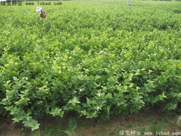 茉莉花<a href='http://m.zishuwang.com.cn/' target='_blank'>種子</a>