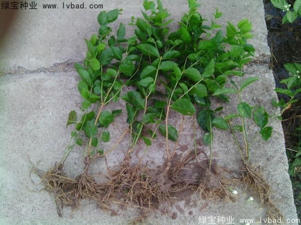<a href='http://m.zishuwang.com.cn/linmuzhongzi/2258.html' target='_blank'>茉莉花種子</a>