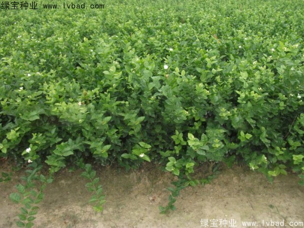 茉莉花<a href='http://m.zishuwang.com.cn/' target='_blank'>種子</a>