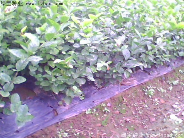 茉莉花<a href='http://m.zishuwang.com.cn/' target='_blank'>種子</a>