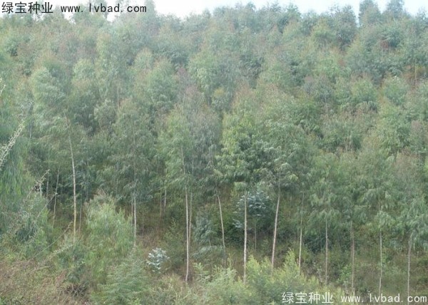 <a href='http://m.zishuwang.com.cn/linmuzhongzi/2259.html' target='_blank'>桉樹(shù)種子</a>