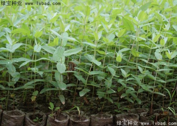 桉樹(shù)<a href='http://m.zishuwang.com.cn/' target='_blank'>種子</a>