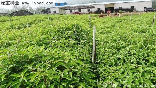 <a href='http://m.zishuwang.com.cn/linmuzhongzi/2259.html' target='_blank'>桉樹(shù)種子</a>