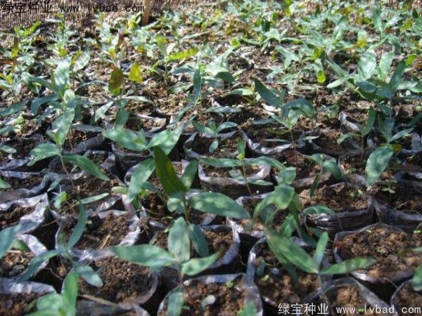 <a href='http://m.zishuwang.com.cn/linmuzhongzi/2259.html' target='_blank'>桉樹(shù)</a><a href='http://m.zishuwang.com.cn/' target='_blank'>種子</a>