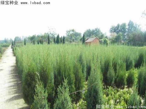 柏木<a href='http://m.zishuwang.com.cn/' target='_blank'>種子</a>