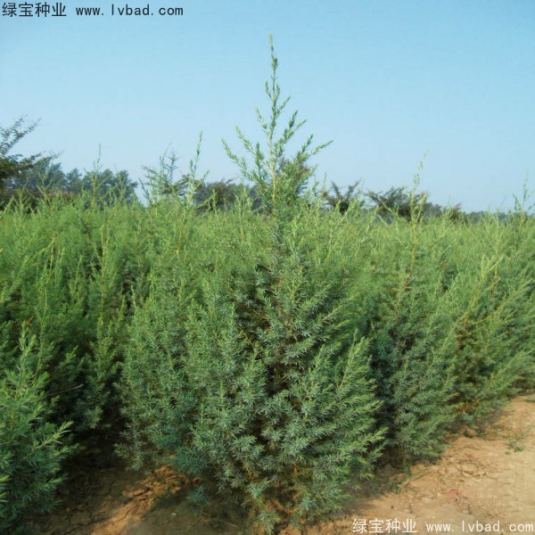 <a href='http://m.zishuwang.com.cn/linmuzhongzi/2260.html' target='_blank'>柏木種子</a>
