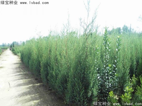 <a href='http://m.zishuwang.com.cn/linmuzhongzi/2260.html' target='_blank'>柏木種子</a>