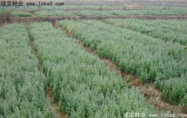 <a href='http://m.zishuwang.com.cn/linmuzhongzi/2260.html' target='_blank'>柏木種子</a>
