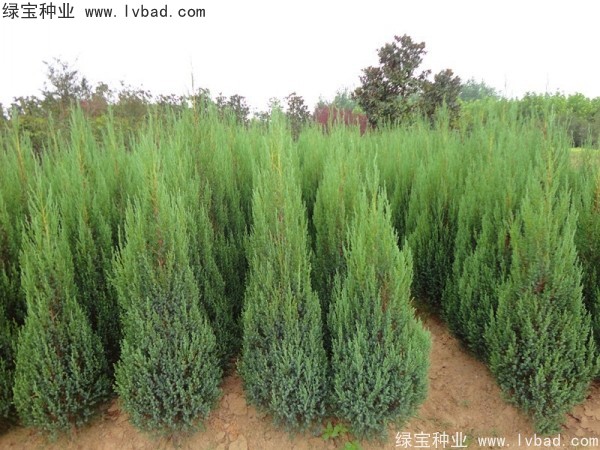 柏木<a href='http://m.zishuwang.com.cn/' target='_blank'>種子</a>
