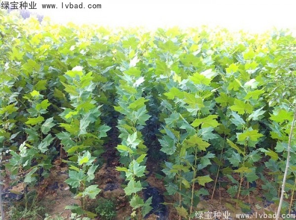 <a href='http://m.zishuwang.com.cn/linmuzhongzi/2262.html' target='_blank'>法桐種子</a>