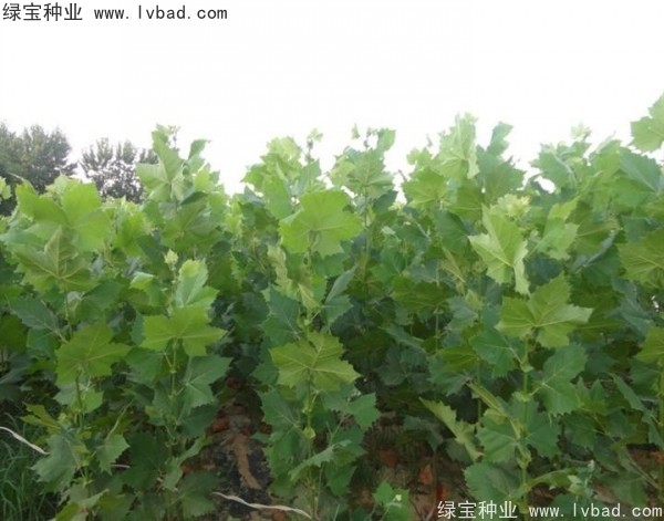 <a href='http://m.zishuwang.com.cn/linmuzhongzi/2262.html' target='_blank'>法桐種子</a>