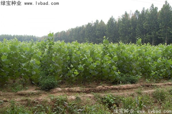 <a href='http://m.zishuwang.com.cn/linmuzhongzi/2262.html' target='_blank'>法桐</a>