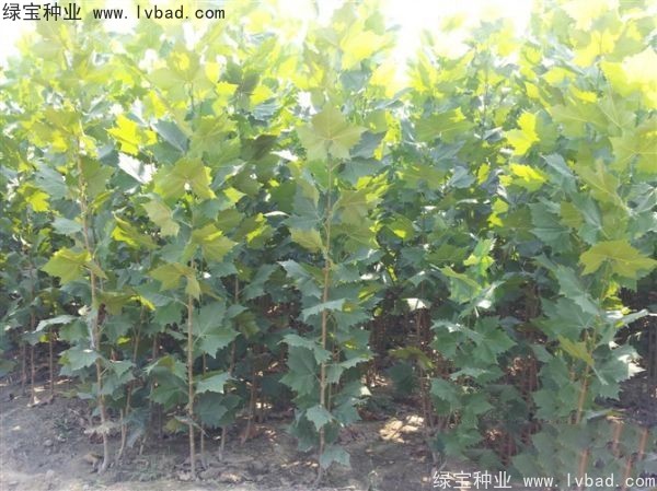 法桐<a href='http://m.zishuwang.com.cn/' target='_blank'>種子</a>