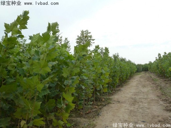 法桐<a href='http://m.zishuwang.com.cn/' target='_blank'>種子</a>