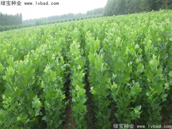 <a href='http://m.zishuwang.com.cn/linmuzhongzi/2262.html' target='_blank'>法桐種子</a>
