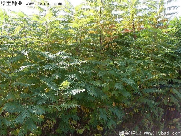 <a href='http://m.zishuwang.com.cn/linmuzhongzi/2263.html' target='_blank'>火炬種子</a>