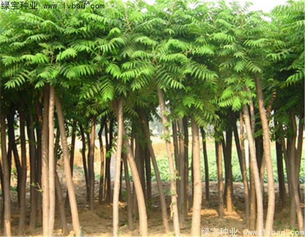 <a href='http://m.zishuwang.com.cn/linmuzhongzi/2263.html' target='_blank'>火炬種子</a>