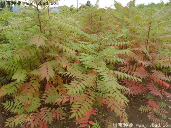 火炬<a href='http://m.zishuwang.com.cn/' target='_blank'>種子</a>