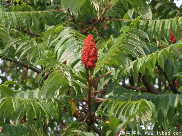 火炬<a href='http://m.zishuwang.com.cn/' target='_blank'>種子</a>