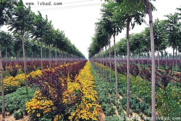 <a href='http://m.zishuwang.com.cn/linmuzhongzi/2263.html' target='_blank'>火炬種子</a>