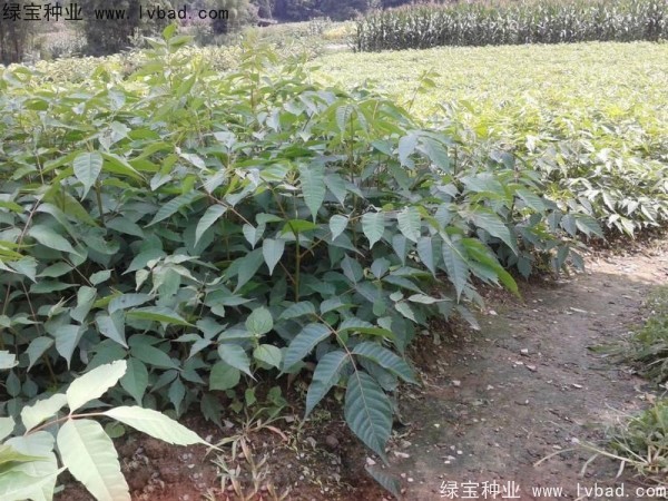 <a href='http://m.zishuwang.com.cn/linmuzhongzi/2269.html' target='_blank'>漆樹種子</a>