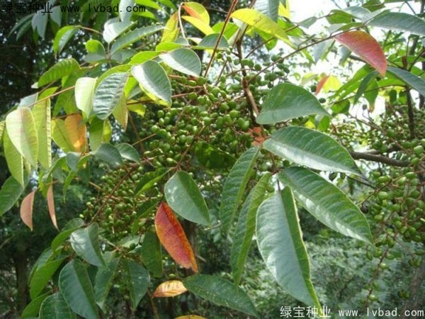 漆樹<a href='http://m.zishuwang.com.cn/' target='_blank'>種子</a>
