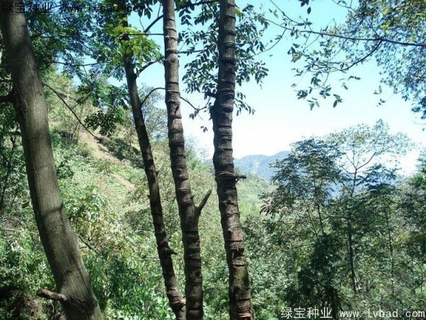 漆樹<a href='http://m.zishuwang.com.cn/' target='_blank'>種子</a>