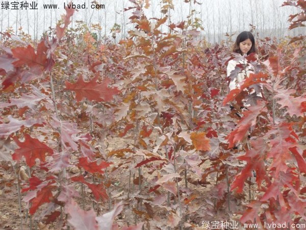 橡樹(shù)<a href='http://m.zishuwang.com.cn/' target='_blank'>種子</a>
