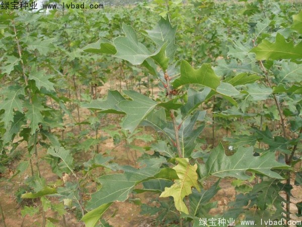 <a href='http://m.zishuwang.com.cn/linmuzhongzi/2280.html' target='_blank'>橡樹(shù)</a><a href='http://m.zishuwang.com.cn/' target='_blank'>種子</a>
