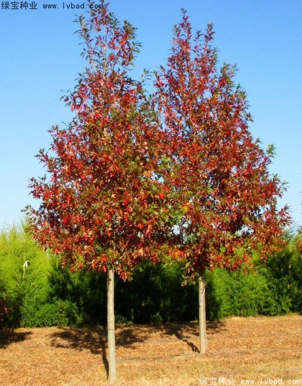 <a href='http://m.zishuwang.com.cn/linmuzhongzi/2280.html' target='_blank'>橡樹(shù)種子</a>