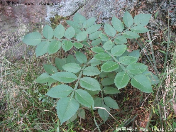 <a href='http://m.zishuwang.com.cn/linmuzhongzi/2283.html' target='_blank'>鹽膚木</a><a href='http://m.zishuwang.com.cn/' target='_blank'>種子</a>