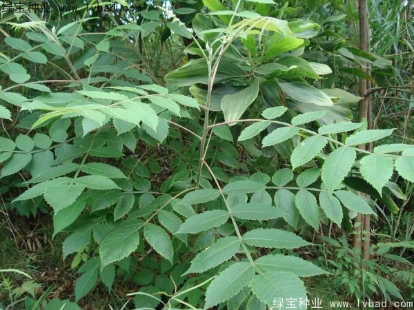 <a href='http://m.zishuwang.com.cn/linmuzhongzi/2283.html' target='_blank'>鹽膚木種子</a>