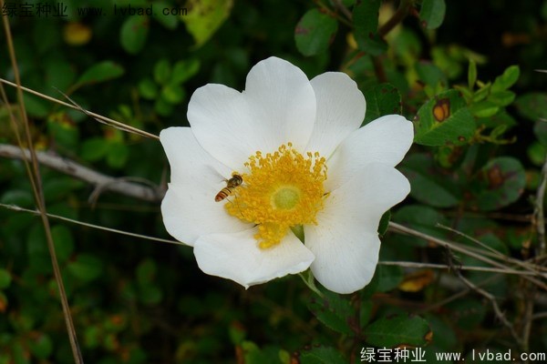 <a href='http://m.zishuwang.com.cn/yaocaizhongzi/2294.html' target='_blank'>金櫻子</a><a href='http://m.zishuwang.com.cn/' target='_blank'>種子</a>