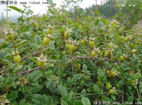 <a href='http://m.zishuwang.com.cn/yaocaizhongzi/2294.html' target='_blank'>金櫻子種子</a>