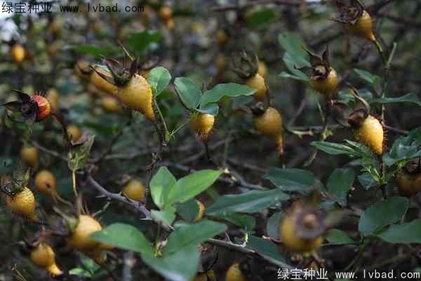 <a href='http://m.zishuwang.com.cn/yaocaizhongzi/2294.html' target='_blank'>金櫻子種子</a>